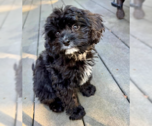 Cavalier King Charles Spaniel Dogs for adoption in Brooklyn Center, MN, USA