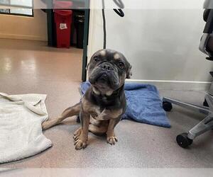 French Bulldog Dogs for adoption in Pasadena, CA, USA
