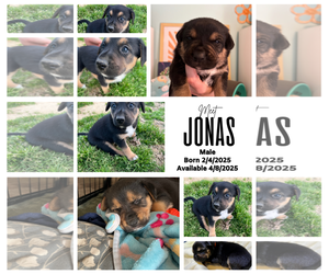 Mutt Dogs for adoption in Munford, TN, USA