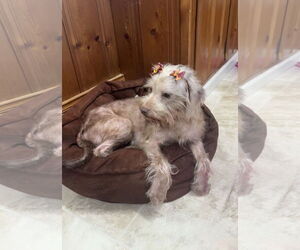 Mutt Dogs for adoption in Raleigh, NC, USA