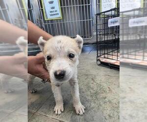 Huskies -Unknown Mix Dogs for adoption in San Antonio, TX, USA