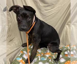 American Pit Bull Terrier-Unknown Mix Dogs for adoption in Modesto, CA, USA