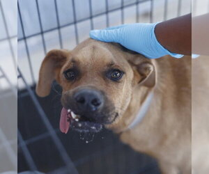 Labrador Retriever-Unknown Mix Dogs for adoption in San Antonio, TX, USA