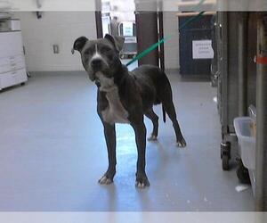 Mutt Dogs for adoption in Fayetteville, NC, USA