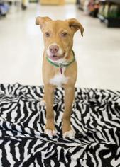 Vizsla Dogs for adoption in Newport, KY, USA