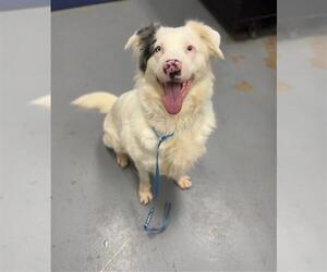 Australian Shepherd Dogs for adoption in Peoria, IL, USA