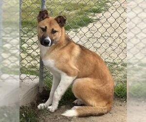 German Shepherd Dog-Unknown Mix Dogs for adoption in Bakersfield, CA, USA