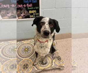 Mutt Dogs for adoption in Brighton, CO, USA