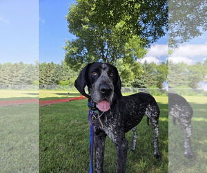 Bluetick Coonhound-Unknown Mix Dogs for adoption in Crystal, MN, USA