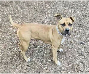 Medium Photo #1 Boxer-Unknown Mix Puppy For Sale in Plano, TX, USA