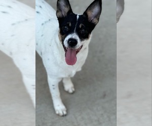 Rat Terrier-Unknown Mix Dogs for adoption in Oakhurst, NJ, USA