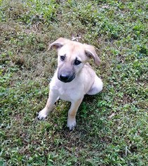 German Shepherd Dog-Unknown Mix Dogs for adoption in Jarrettsville, MD, USA