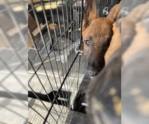 Mutt Dogs for adoption in Stockton, CA, USA