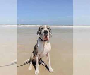 Great Dane-Unknown Mix Dogs for adoption in San Antonio, TX, USA