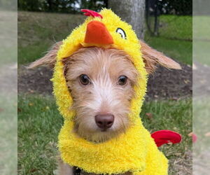 Mutt Dogs for adoption in Arlington, VA, USA