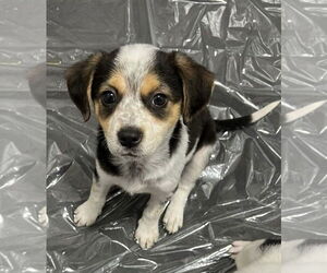 Beagle-Unknown Mix Dogs for adoption in Columbus, IN, USA