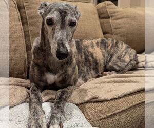 Greyhound Dogs for adoption in Cherry Hill, NJ, USA