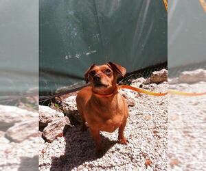 Chiweenie Dogs for adoption in Key Largo, FL, USA