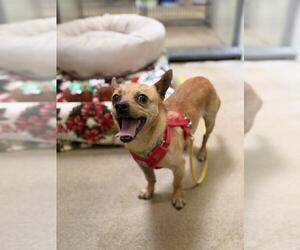 Chihuahua Dogs for adoption in Santa Barbara, CA, USA