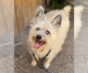Cairn Terrier Dogs for adoption in Santa Maria, CA, USA