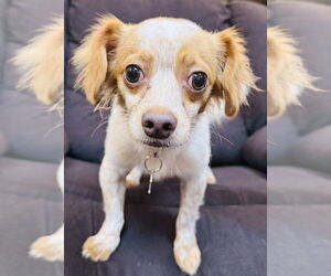 Chihuahua-Unknown Mix Dogs for adoption in Mundelein, IL, USA