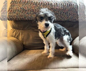 - Mix Dogs for adoption in St. Louis Park, MN, USA