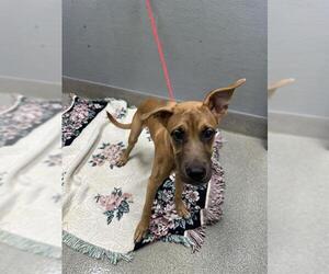 Mastiff-Unknown Mix Dogs for adoption in Las Vegas, NV, USA