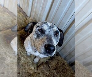 Mutt Dogs for adoption in Warwick, RI, USA