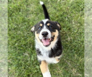 German Shepherd Dog-Unknown Mix Dogs for adoption in Minneapolis, MN, USA