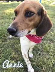 Beagle Dogs for adoption in Conway, AR, USA