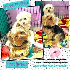 Maltese Dogs for adoption in Ponca City, OK, USA