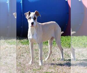 Great Dane-Unknown Mix Dogs for adoption in Grovetown, GA, USA