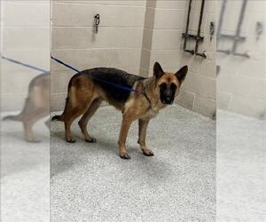 German Shepherd Dog-Unknown Mix Dogs for adoption in Conroe, TX, USA