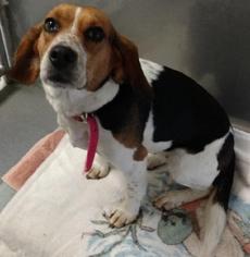 Basset Hound Dogs for adoption in Dahlgren, VA, USA