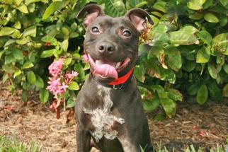 Miniature Bull Terrier Dogs for adoption in West Palm Beach, FL, USA