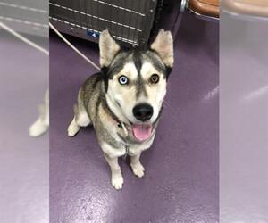 Huskies -Unknown Mix Dogs for adoption in Long Beach, CA, USA