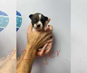 Mutt Dogs for adoption in GILBERTS, IL, USA