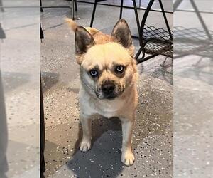French Bulldog Dogs for adoption in Tracy, CA, USA