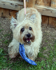 Cairn Terrier Dogs for adoption in Landenberg, PA, USA