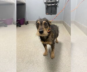 Mutt Dogs for adoption in Las Vegas, NV, USA