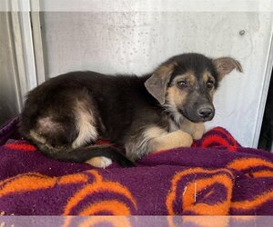 German Shepherd Dog-Unknown Mix Dogs for adoption in Woodland, CA, USA