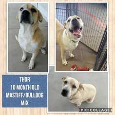 Masti-Bull Dogs for adoption in Mesa, AZ, USA