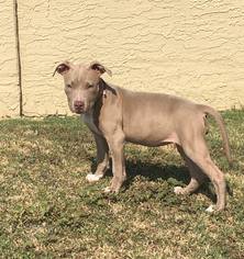 American Staffordshire Terrier Dogs for adoption in Peoria, AZ, USA