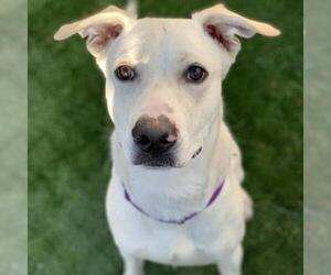 Labrador Retriever Dogs for adoption in Tempe, AZ, USA