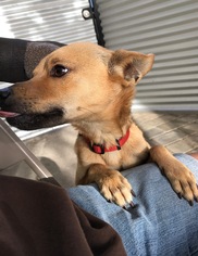 Medium Photo #1 Shiba Inu-Unknown Mix Puppy For Sale in Chico, CA, USA