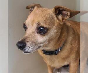 Chihuahua Dogs for adoption in Fort Walton Beach, FL, USA