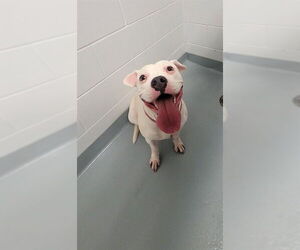 American Pit Bull Terrier-Unknown Mix Dogs for adoption in St. Cloud, FL, USA