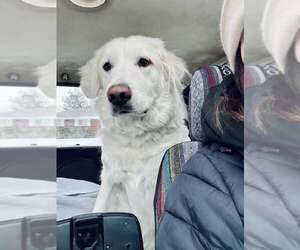 Great Pyrenees Dogs for adoption in Winter Park, CO, USA