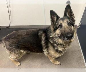German Shepherd Dog Dogs for adoption in HESPERIA, CA, USA