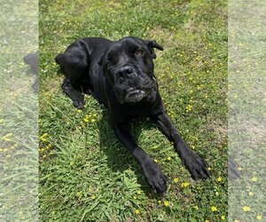 Mastiff Dogs for adoption in Virginia Beach, VA, USA